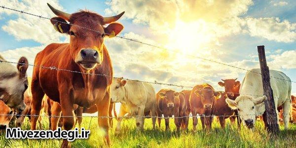 شغل دامداری